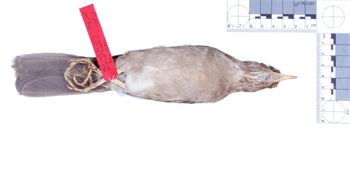 Media type: image;   Ornithology 76473 Description: Photograph of specimen: Ventral.;